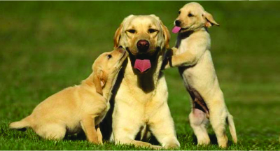 A Glutamina e seus benefícios para os pets