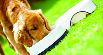 Spirulina para os pets?