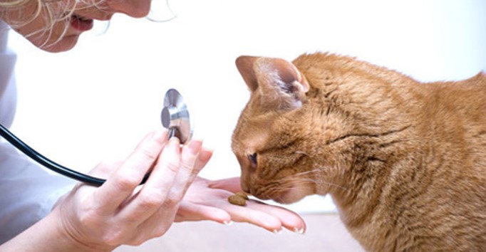 Giardíase em gatos?