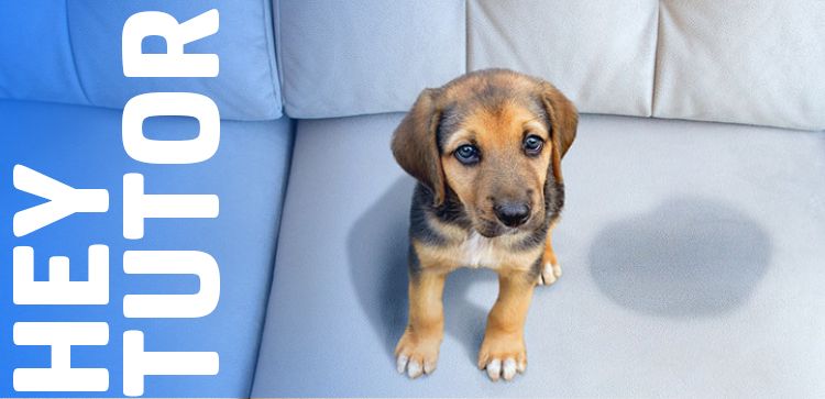 Hey Tutor: Seu pet está fazendo xixi no lugar errado? 