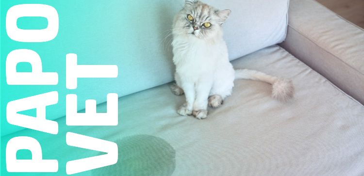 Papo Vet: Micção Inadequada em Cães e Gatos - Possíveis Doenças e Considerações Veterinárias