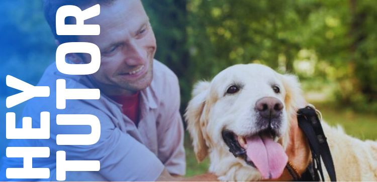 Hey Tutor: Castração de cachorros e gatos - Mitos e curiosidades