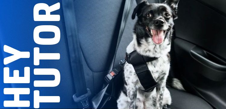 Hey tutor: Como transportar seu cachorro ou gato em uma viagem?