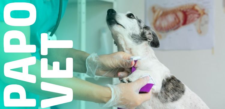 Papo Vet: Quais exames de saúde devem ser realizados antes de viajar?