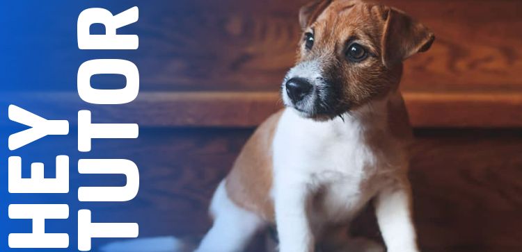 Hey Tutor: Sinais Que Seu Pet Pode Precisar de Fisioterapia 