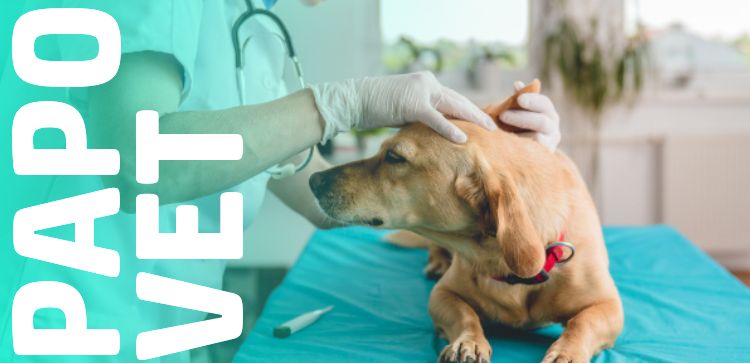 Papo Vet: Peróxido de Benzoíla na Prática Dermatológica Veterinária